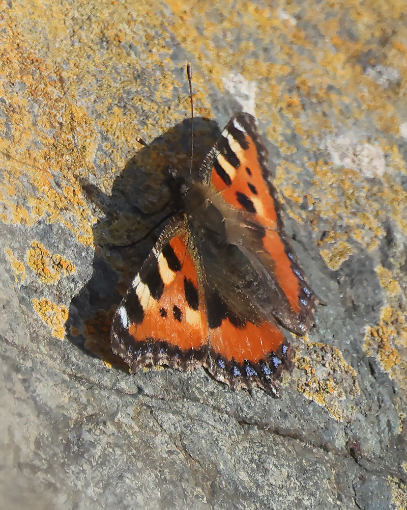 Small tortoiseshell